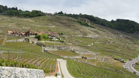 La région viticole de Lavaux surplombant le lac Léman