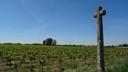 Les vignes de muscadet dans le vignoble de Monnières